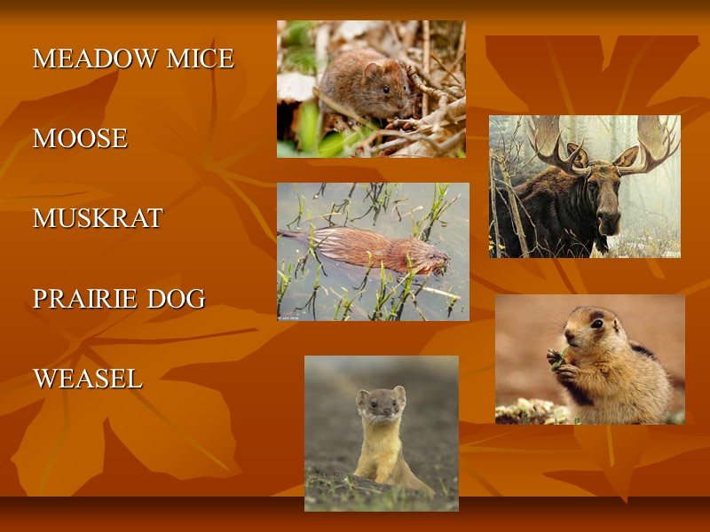 MEADOW MICE   MOOSE  MUSKRAT  PRAIRIE DOG   WEASEL